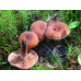 Мицелий Млечника камфарного (Lactarius camphoratus) Мицелий Млечника камфарного (Lactarius camphoratus)
